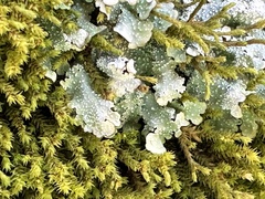 Punctelia missouriensis