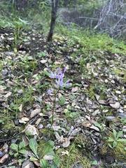 Primula clevelandii