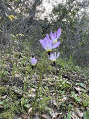 Primula clevelandii
