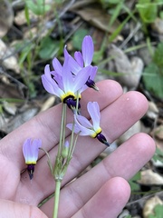 Primula clevelandii