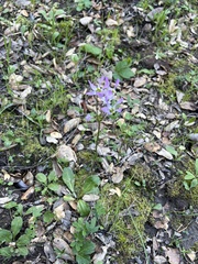 Primula clevelandii