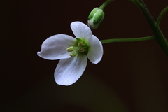 Cardamine californica