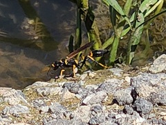 Sceliphron caementarium