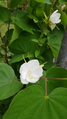 Bauhinia acuminata