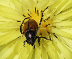 Strigoderma arbicola