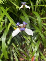 Trimezia gracilis
