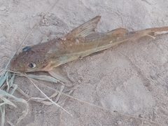 Iheringichthys labrosus