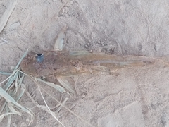 Iheringichthys labrosus