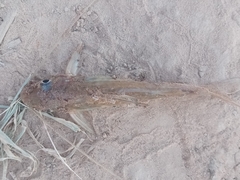 Iheringichthys labrosus