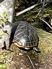 Deirochelyinae