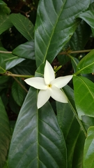 Atractocarpus hirtus