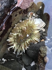 Anthopleura