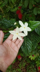 Atractocarpus hirtus