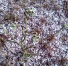 Cryptantha decipiens