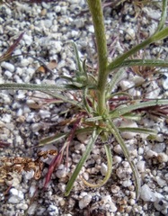 Cryptantha decipiens