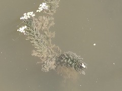Ceratophyllum