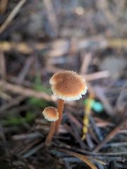 Auriscalpium vulgare