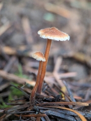 Auriscalpium vulgare