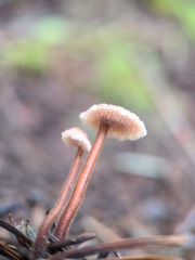 Auriscalpium vulgare