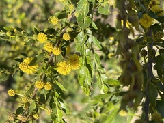 Acacia paradoxa