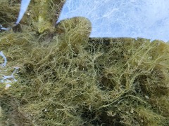 Amathia verticillata