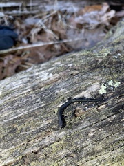 Plethodon richmondi