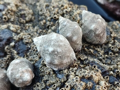Acanthais brevidentata