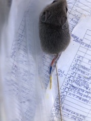 Podomys floridanus