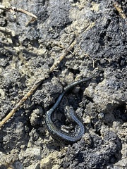 Plethodon richmondi