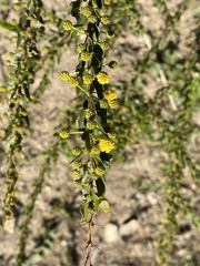 Acacia paradoxa