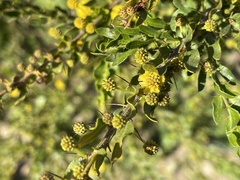 Acacia paradoxa