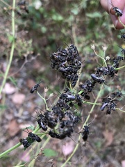 Lipotriches australica