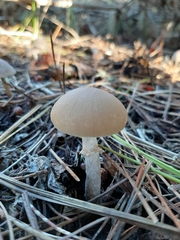 Psathyrella longistriata