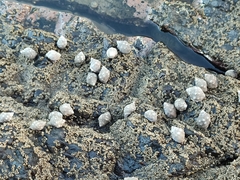 Acanthais brevidentata