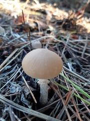 Psathyrella longistriata
