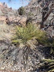 Yucca angustissima