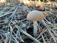 Psathyrella longistriata