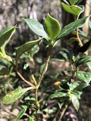Coprosma hirtella