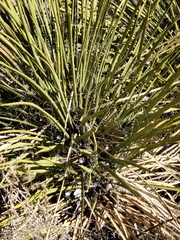 Yucca angustissima