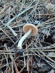 Psathyrella longistriata