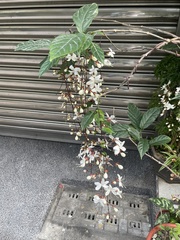 Clerodendrum schmidtii