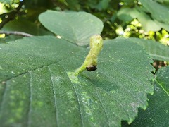 Tetraneura