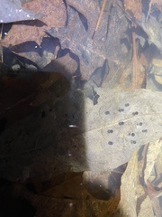 Lithobates sylvaticus