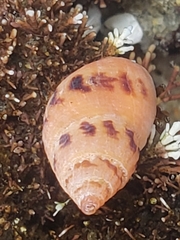 Amphissa versicolor