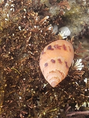Amphissa versicolor
