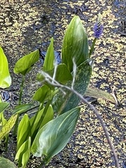 Pontederia cordata