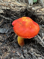Hygrocybe laetissima