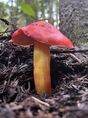 Hygrocybe laetissima