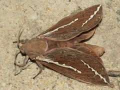 Abantiades latipennis