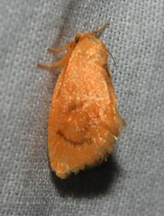 Tortricidia pallida